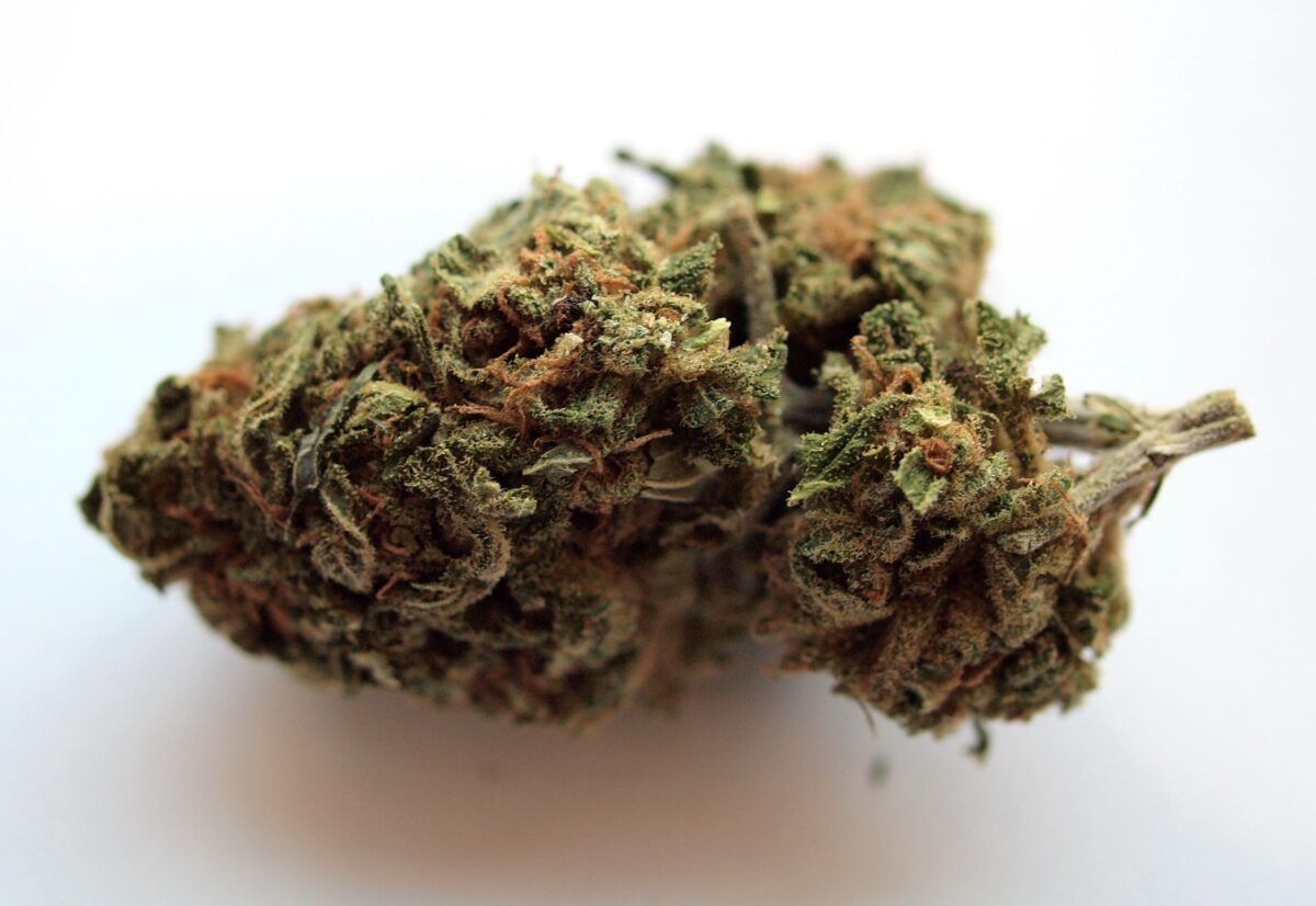 fleurs cbd reconnaître choisir variété selon